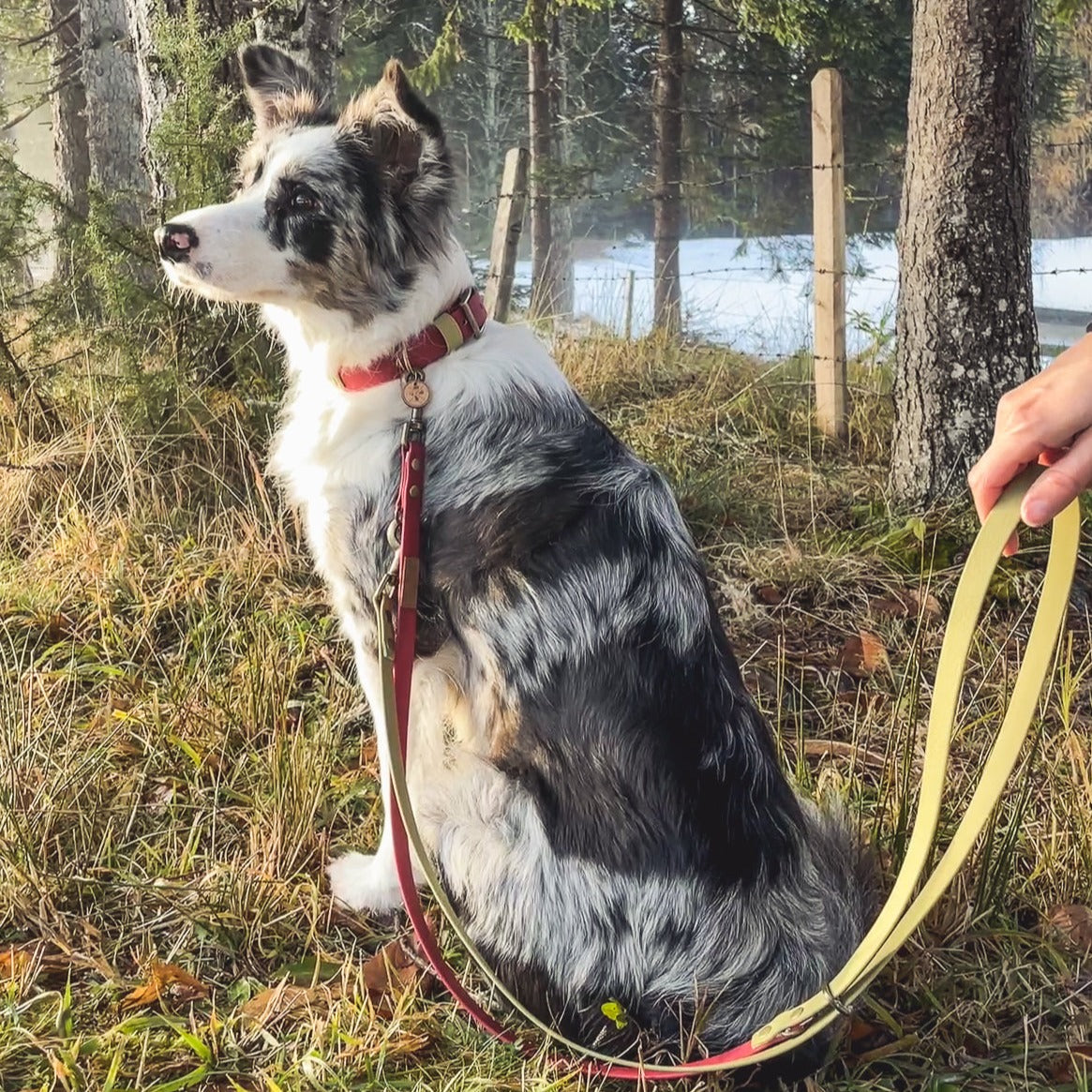 Halsband und Hunde-Leine Set aus Biothane von Furfellows | handgefertigte Accessoires für Hund und Halter:in