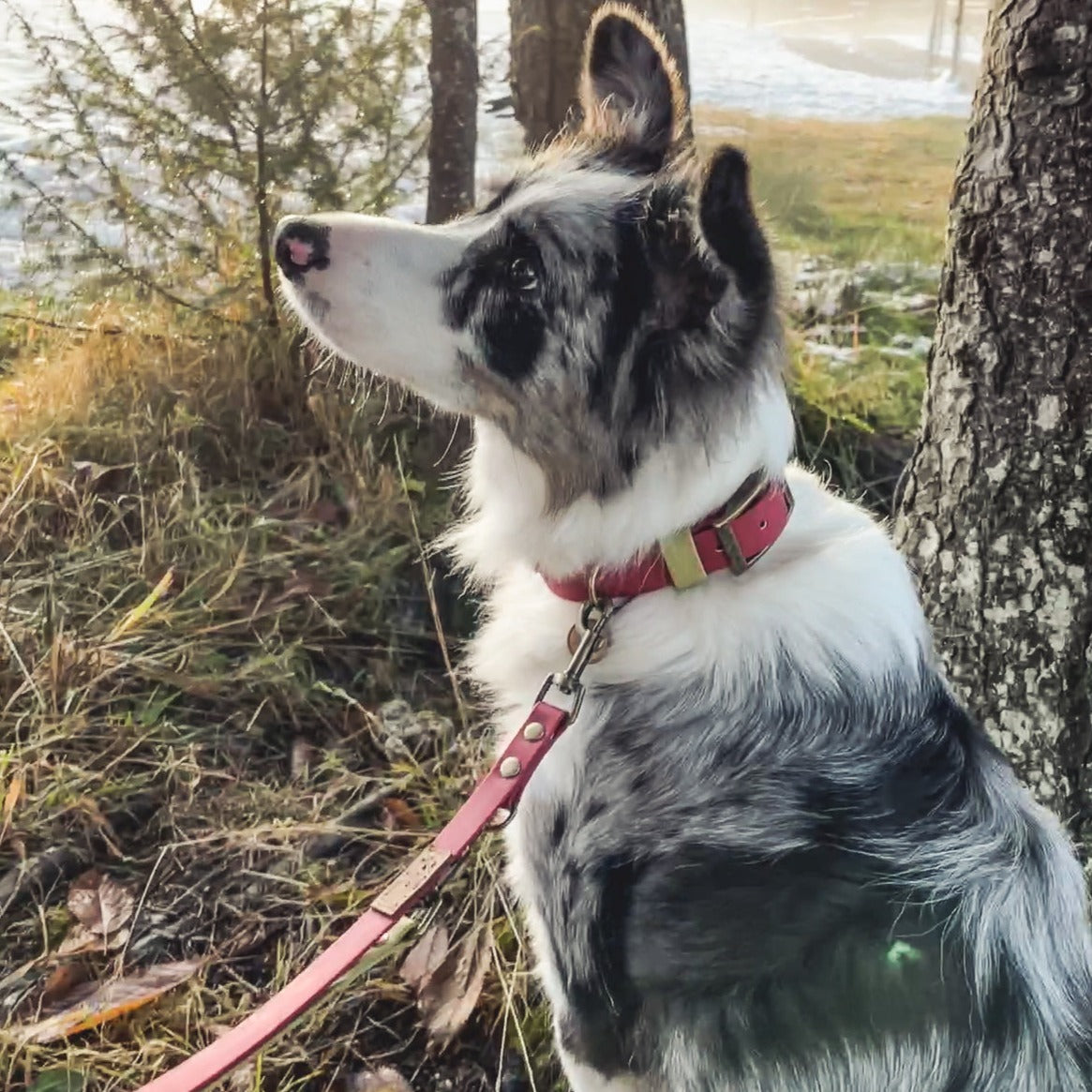 Halsband und Hunde-Leine Set aus Biothane von Furfellows | handgefertigte Accessoires für Hund und Halter:in