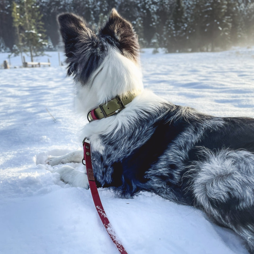 Furfellows Biothane Hundehalsband khaki und Hundeleine Hands-Free mit Holzanhänger, handgefertigtes Hundezubehör