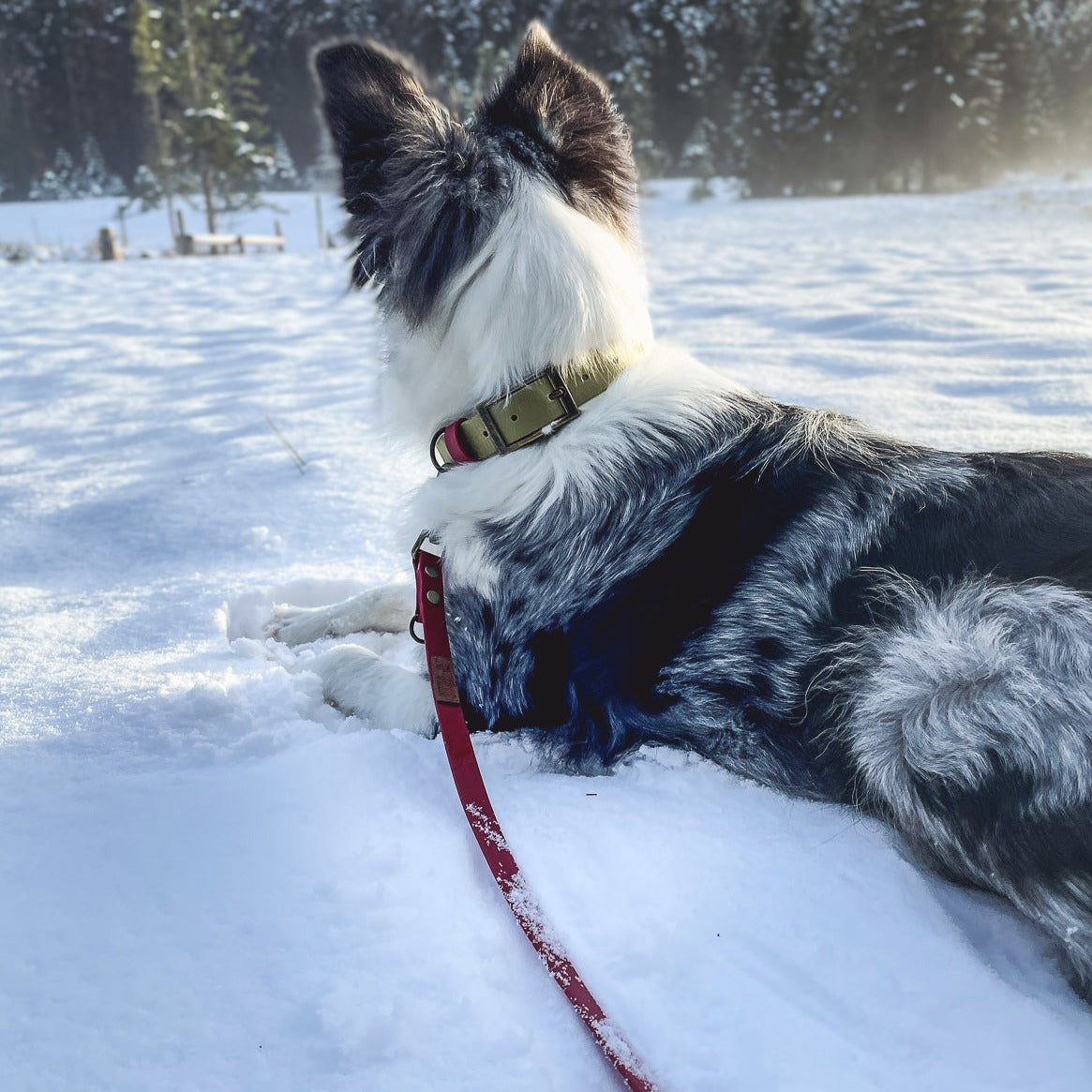 Halsband und Hunde-Leine Set aus Biothane von Furfellows | handgefertigte Accessoires für Hund und Halter:in