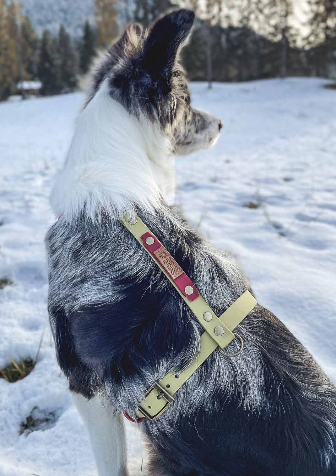 Biothane Brustgeschirr kharo von Furfellows, Hundegeschirr handgefertigt in Tirol