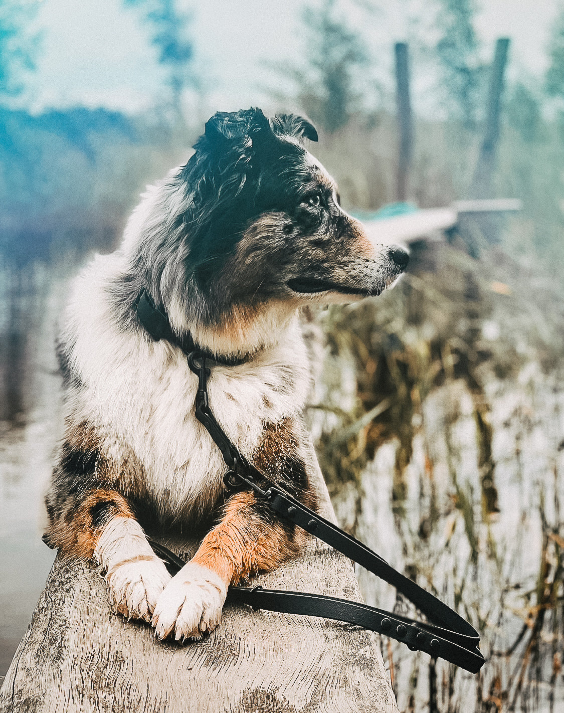 Biothane Hundeleinen, Halsbänder und Brustgeschirre | Biothane Hundezuebhör von Furfellows