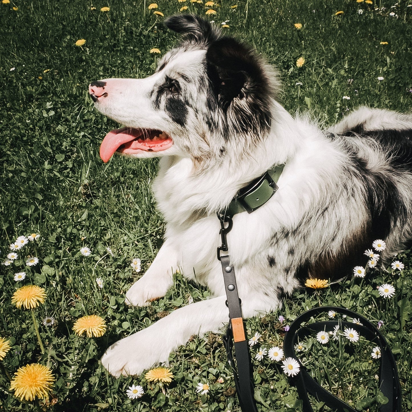 Furfellows Biothane Hundehalsband in Grün mit schwarzer Schnalle. Handgemachte Hundeaccessoires, Hundeleinen & Halsbänder für Hunde aus Biothane