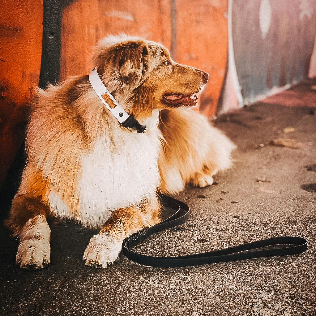 Größentabelle Leder und Biothane Hundehalsband für echte abenteuer-hunde & wasserratten ✔ 100% wasserfest ✔ langlebig & pflegeleicht ✔ hypoallergen hundehalsbänder