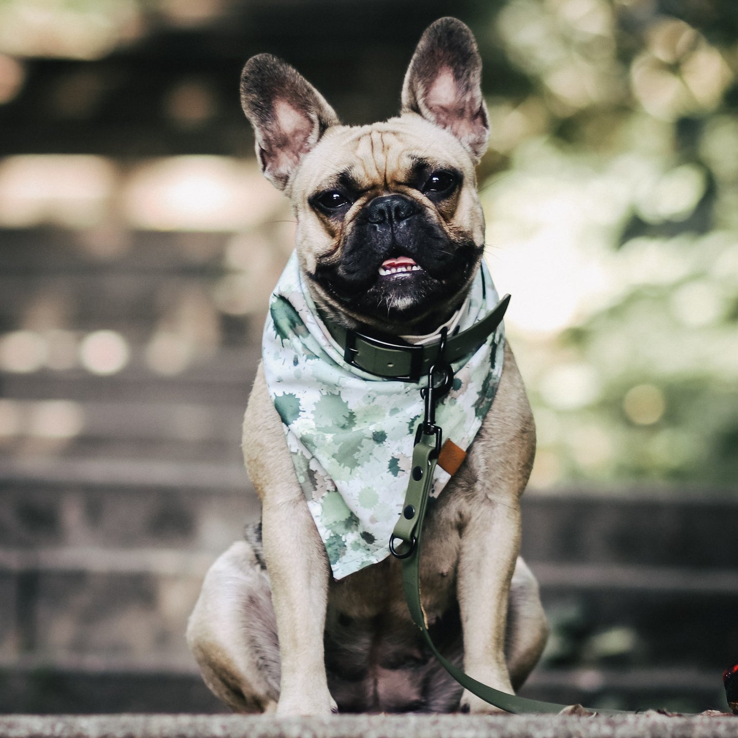 Frenchie Alma im Halsband und Leine Set mit Bandana von Furfellows. Handgefertigte Hunde Bandanas & Hunde-Halstücher, Partnerlooks für Hund & Halterin von Furfellows | Dein Onlineshop für handgefertigte Hundeaccessoires