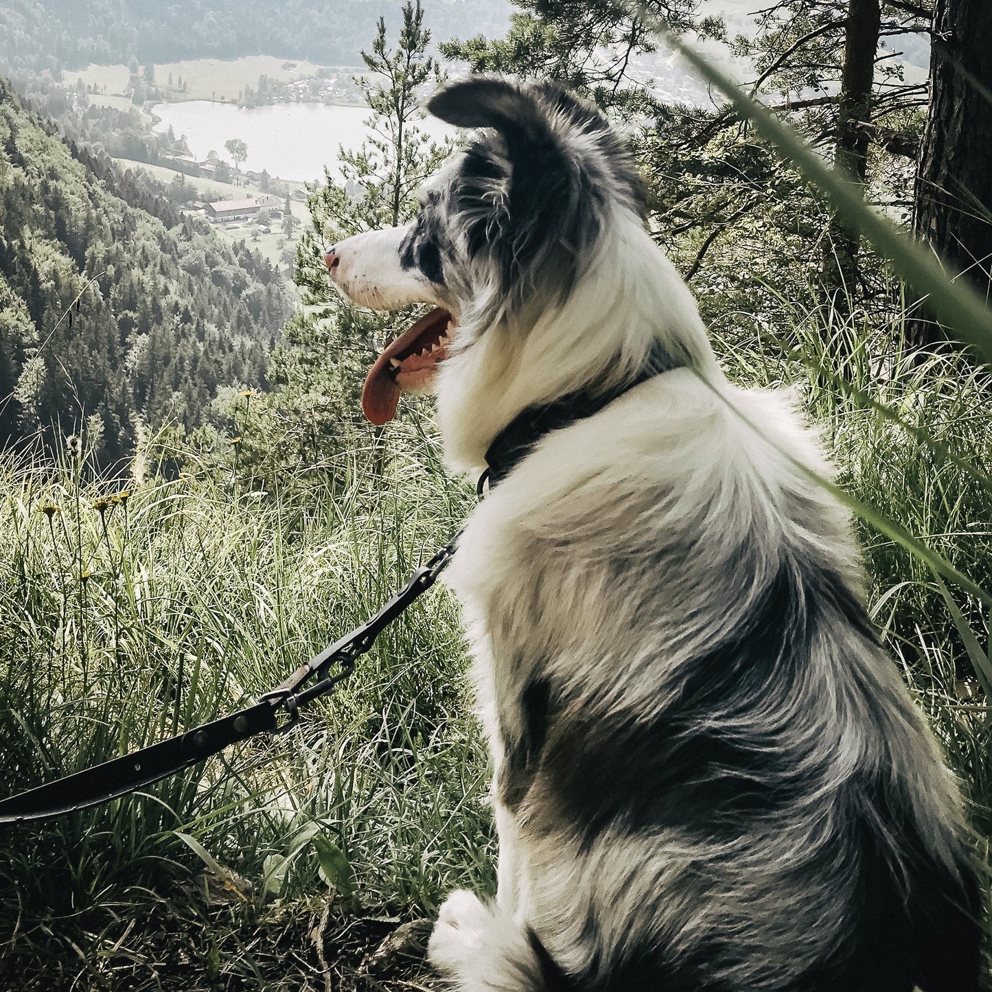 Größentabelle Leder und Biothane Hundehalsband für echte abenteuer-hunde & wasserratten ✔ 100% wasserfest ✔ langlebig & pflegeleicht ✔ hypoallergen hundehalsbänder