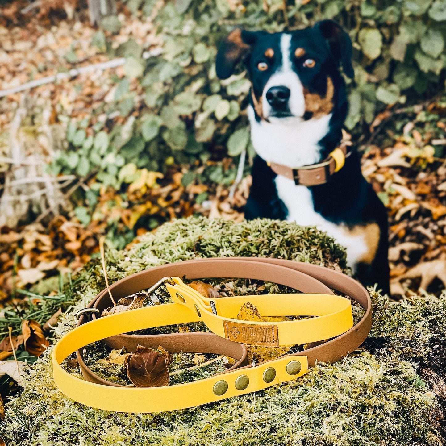 Biothane Leine für Hunde. Hunde-Halsbänder und Leine Set aus Biothane, handgefertigte Biothane Hunde-Leinen Brustgeschirre & Halsbänder,Halstücher, Partnerlooks für Hund & Halterin von Furfellows | Dein Onlineshop für handgefertigte Hundeaccessoires