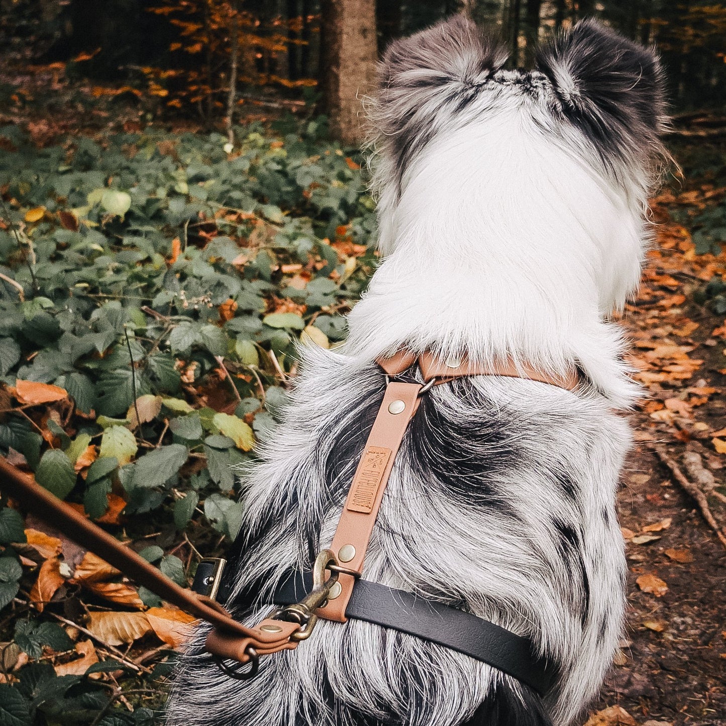 biothane brustgeschirr für echte abenteuer-hunde & wasserratten ✔ 100% wasserfest ✔ langlebig & pflegeleicht ✔ hypoallergen ✔ leicht zu reinigen ✔ hundehalsbänder