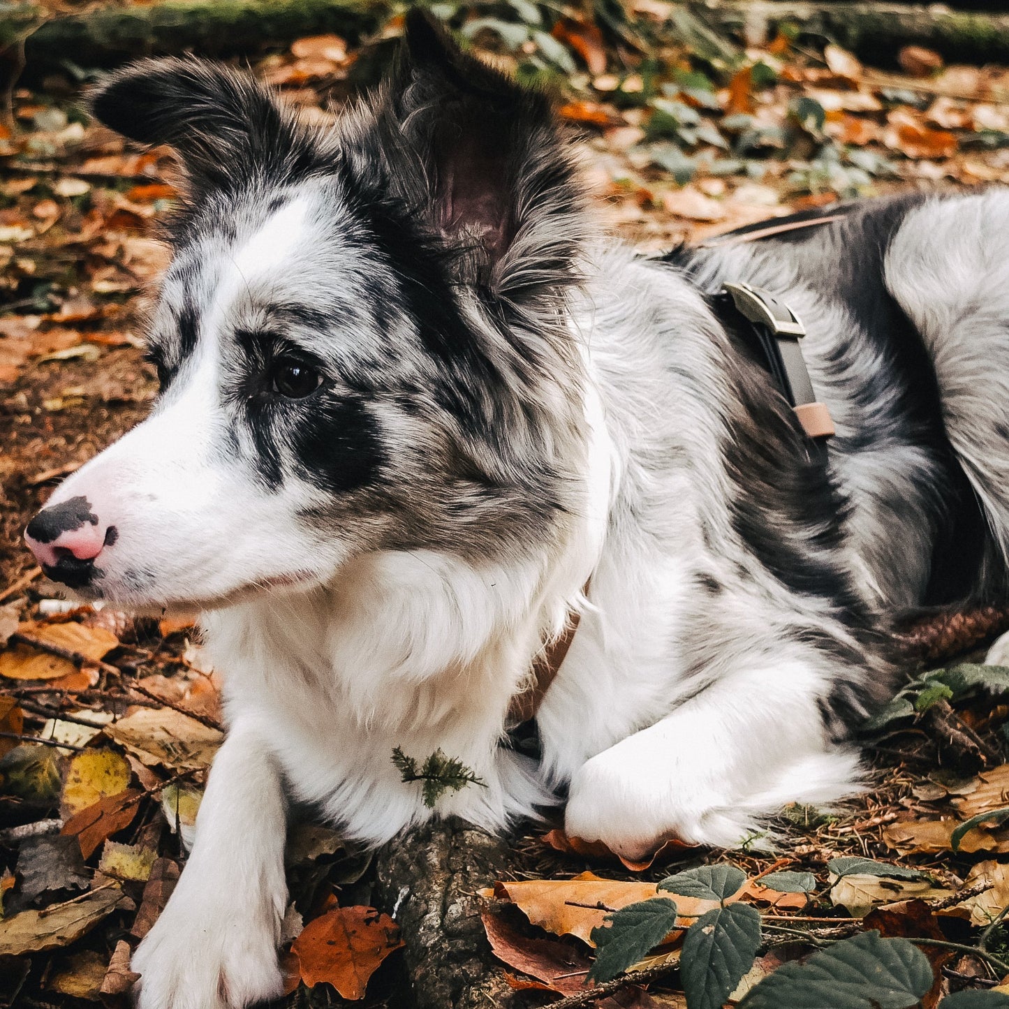 biothane für echte abenteuer-hunde & wasserratten ✔ 100% wasserfest ✔ langlebig & pflegeleicht ✔ hypoallergen ✔ leicht zu reinigen ✔ hundehalsbänder