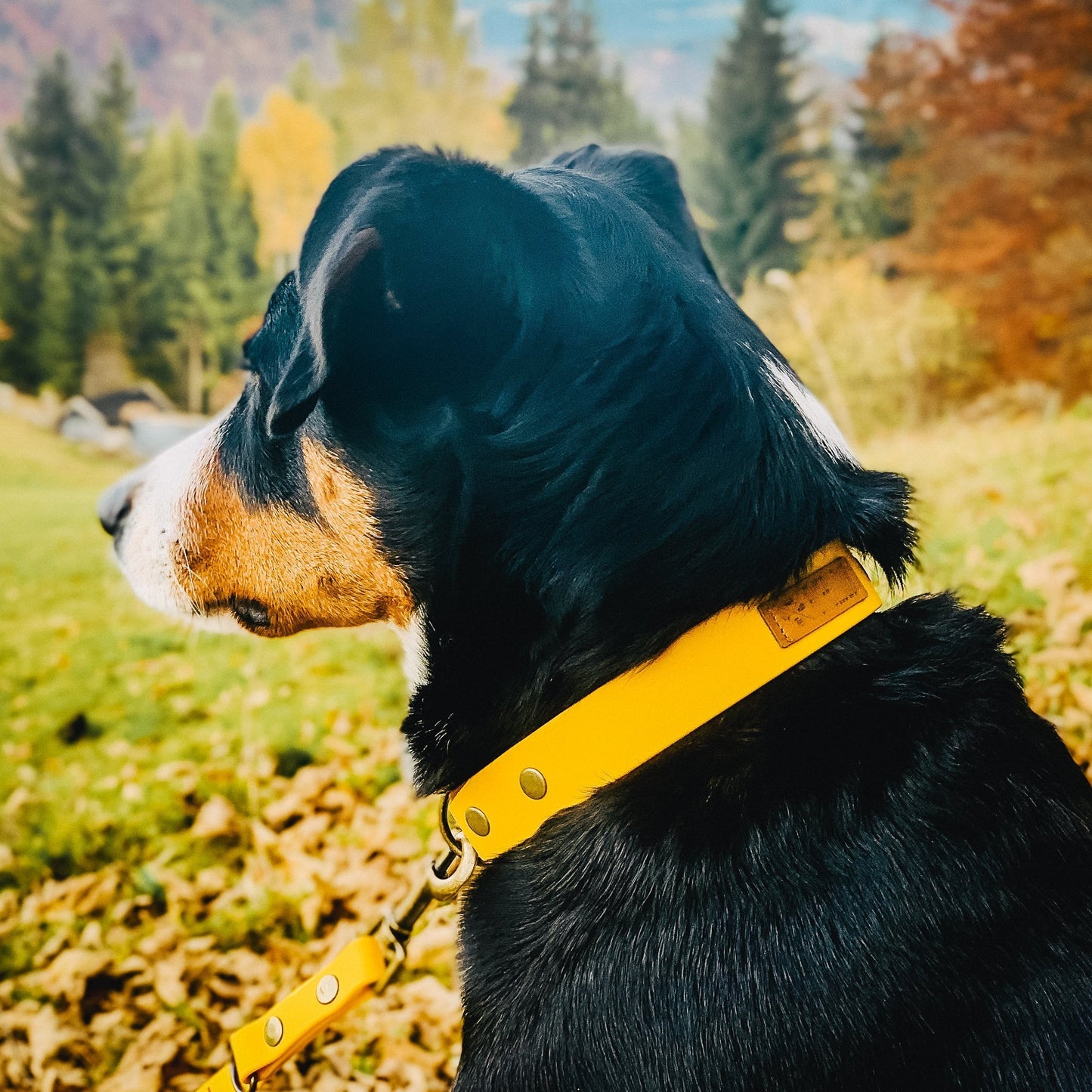 Hunde-Halsband und Leine Set aus Biothane, handgefertigte Biothane Hunde-Leinen Brustgeschirre & Halsbänder,Halstücher, Partnerlooks für Hund & Halterin von Furfellows | Dein Onlineshop für handgefertigte Hundeaccessoires