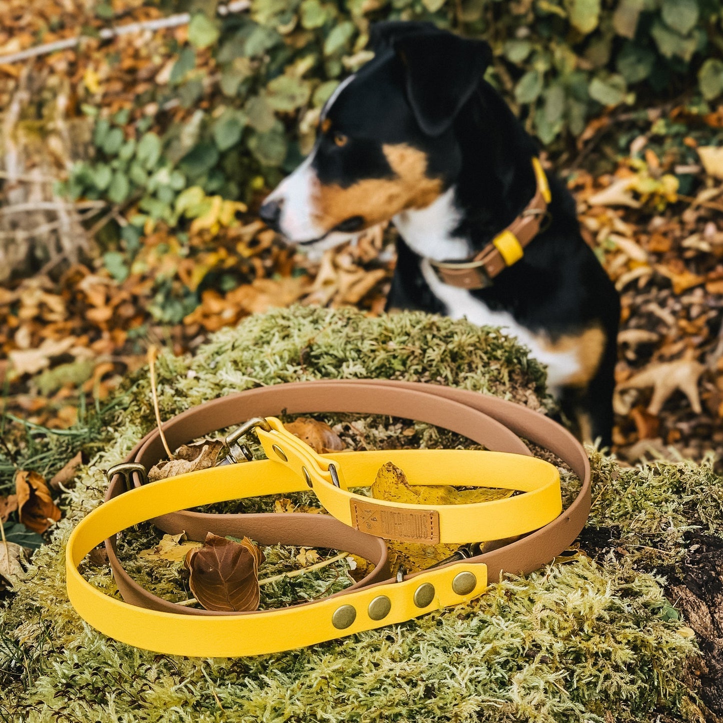 Hunde-Halsband und Leine Set aus Biothane, handgefertigte Biothane Hunde-Leinen Brustgeschirre & Halsbänder,Halstücher, Partnerlooks für Hund & Halterin von Furfellows | Dein Onlineshop für handgefertigte Hundeaccessoires