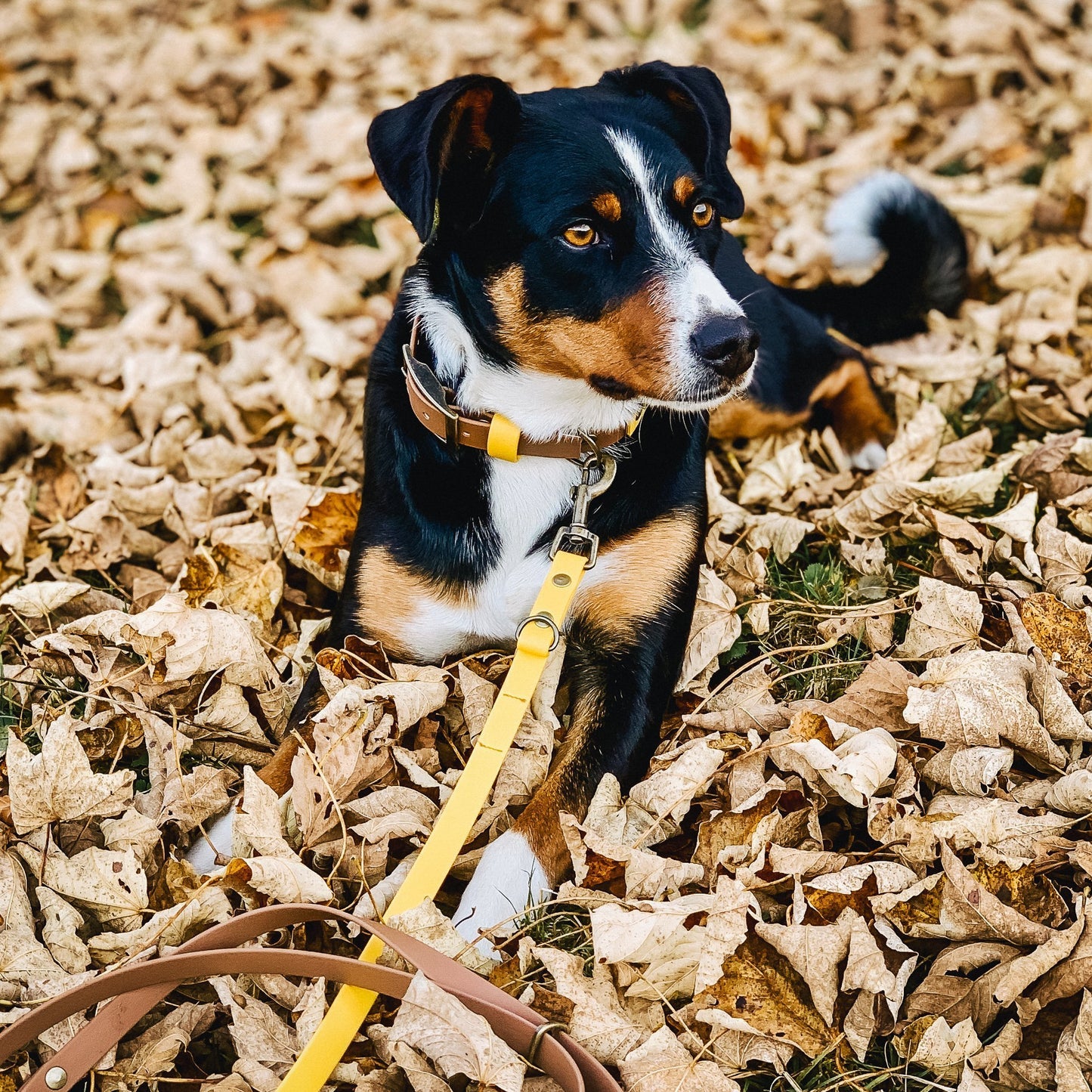 Hunde-Halsbänder und Leine Set aus Biothane, handgefertigte Biothane Hunde-Leinen Brustgeschirre & Halsbänder,Halstücher, Partnerlooks für Hund & Halterin von Furfellows | Dein Onlineshop für handgefertigte Hundeaccessoires