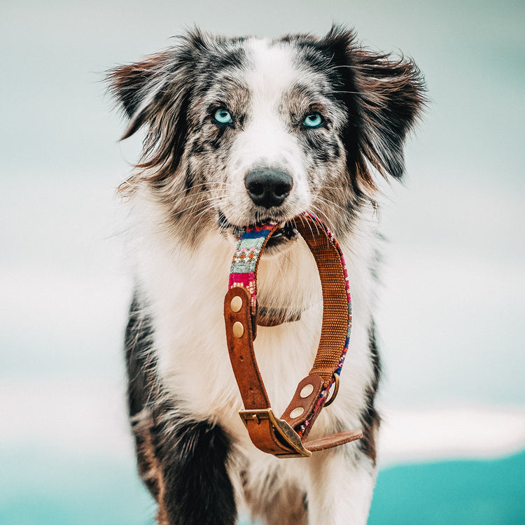 LEDER & BOHO STYLES | Halsbänder & Leinen