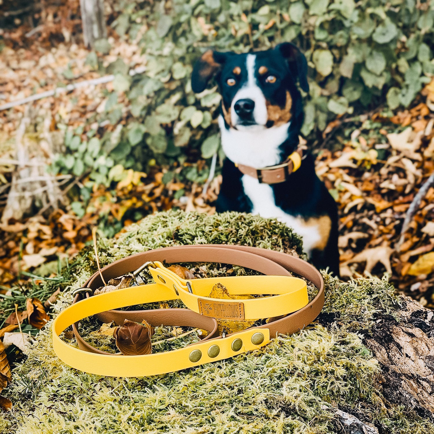 Hunde Halsband & Leine Set aus Biothane | Furfellows - handgemachtes Hundezubehör