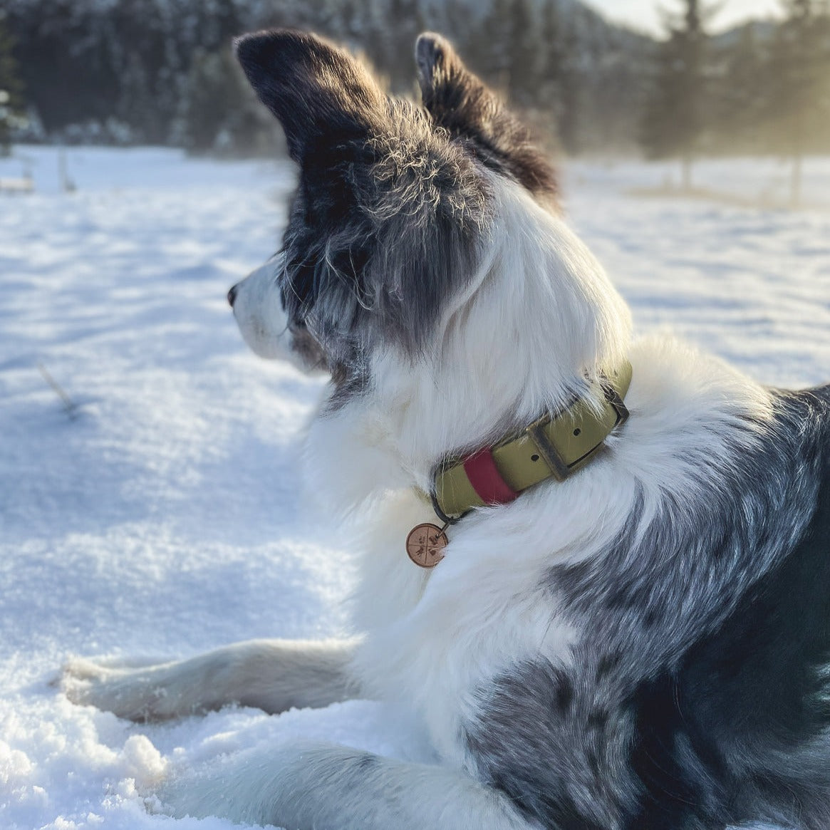 Furfellows Biothane Hundehalsband khaki mit Holzanhänger, handgefertigtes Hundezubehör