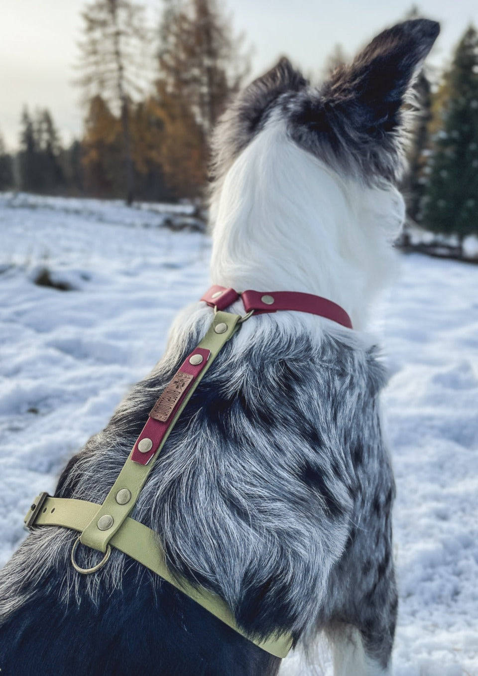 Biothane Brustgeschirr kharo von Furfellows, Hundegeschirr handgefertigt in Tirol