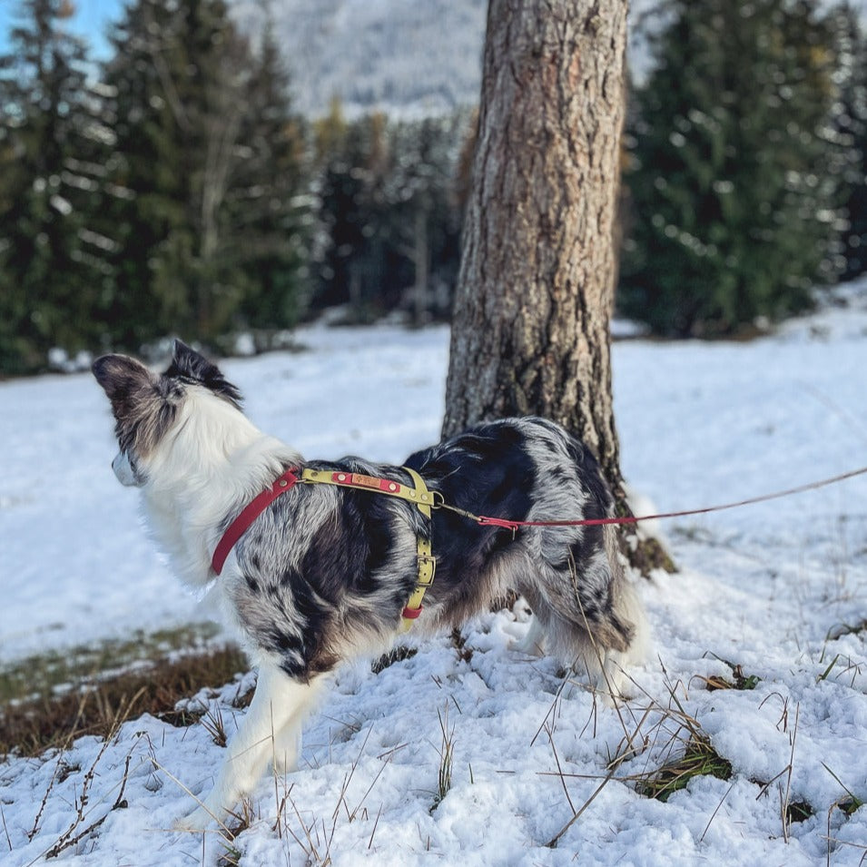Biothane Brustgeschirr kharo von Furfellows, Hundegeschirr handgefertigt in Tirol