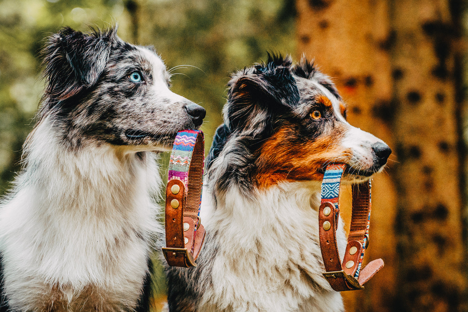 Boho Style Hunde Halsband aus Leder | einzigartiges Hundezubehör von Furfellows. Handmade in Tirol