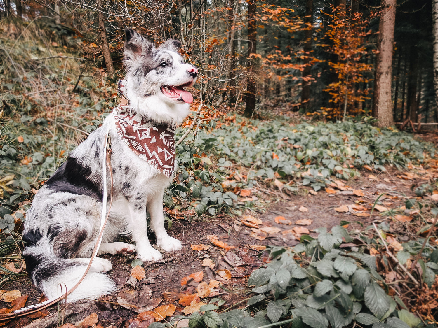 Bordercollie Hündin Bounty trägt Hundehalsband, Hundeleine & Bandana von FURFELLOWS vor herbstlich bunter Waldkulisse. Handgefertigtes Hundezubehör von Furfellows. made in Tirol