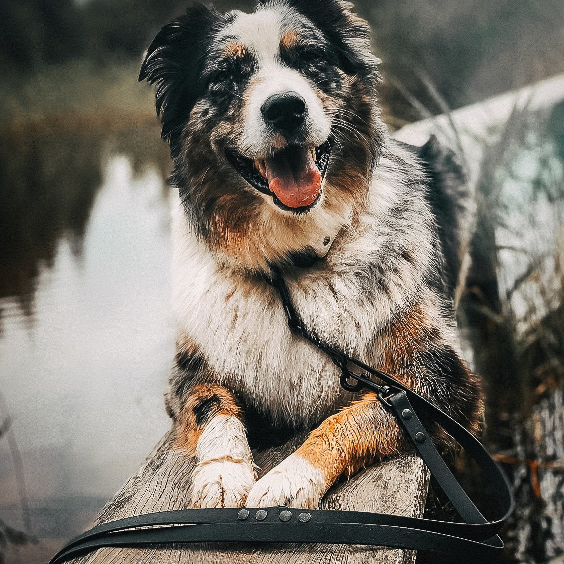 Biothane Hundeleine für echte abenteuer-hunde & wasserratten ✔ 100% wasserfest ✔ langlebig & pflegeleicht ✔ hypoallergen hundehalsbänder