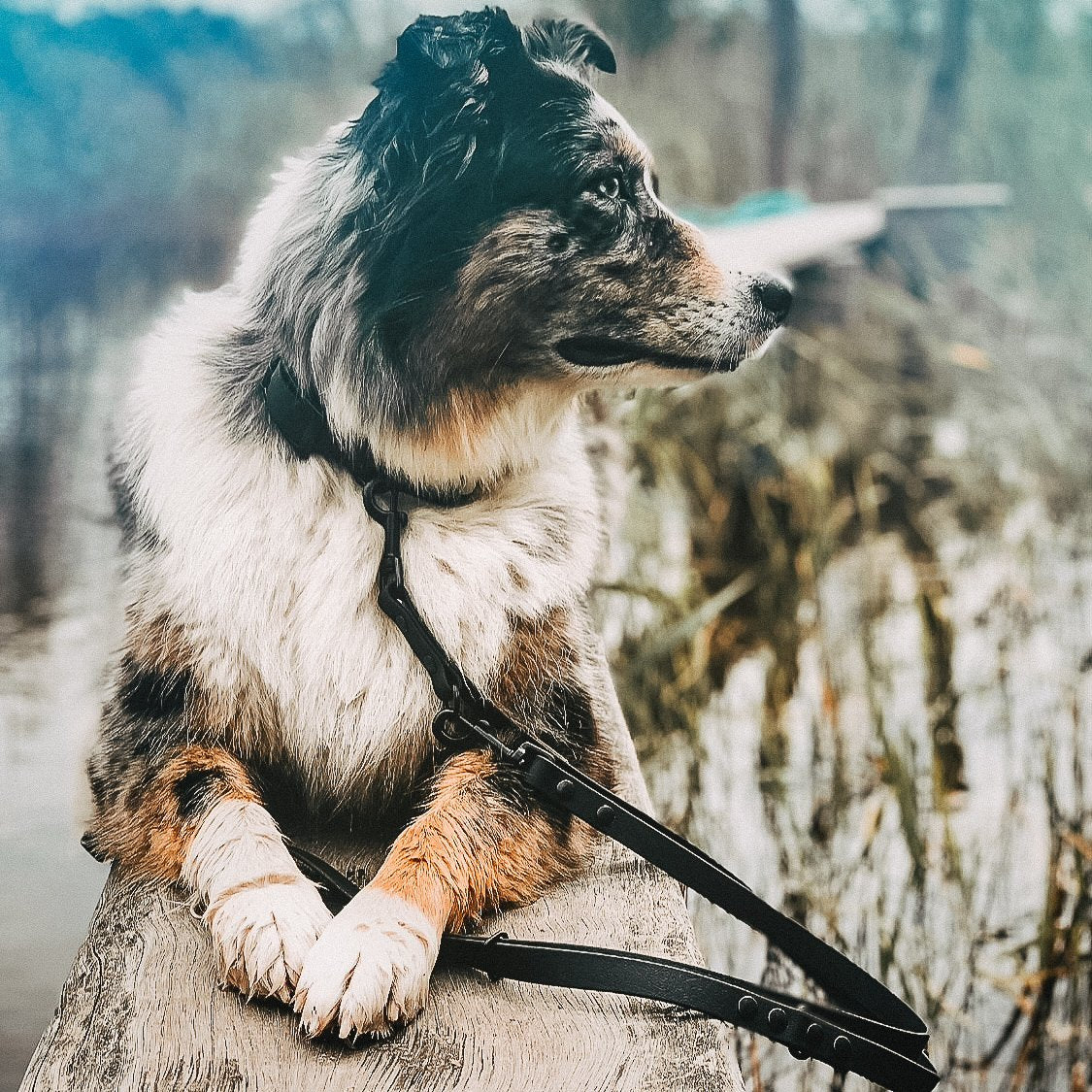 Größentabelle Leder und Biothane Hundehalsband für echte abenteuer-hunde & wasserratten ✔ 100% wasserfest ✔ langlebig & pflegeleicht ✔ hypoallergen hundehalsbänder
