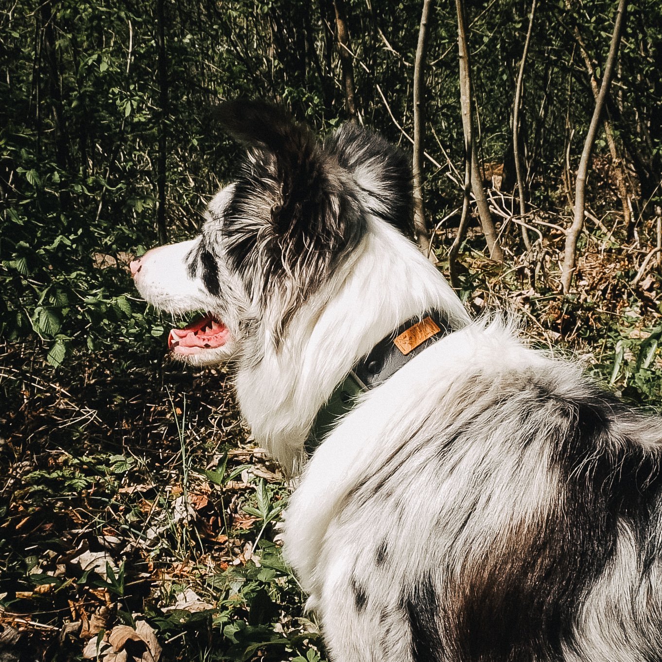 Biothane Hundehalsband für echte abenteuer-hunde & wasserratten ✔ 100% wasserfest ✔ langlebig & pflegeleicht ✔ hypoallergen hundehalsbänder