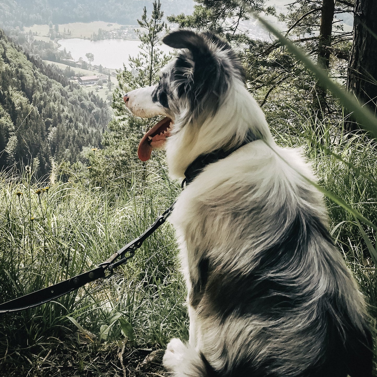 Größentabelle Leder und Biothane Hundehalsband für echte abenteuer-hunde & wasserratten ✔ 100% wasserfest ✔ langlebig & pflegeleicht ✔ hypoallergen hundehalsbänder