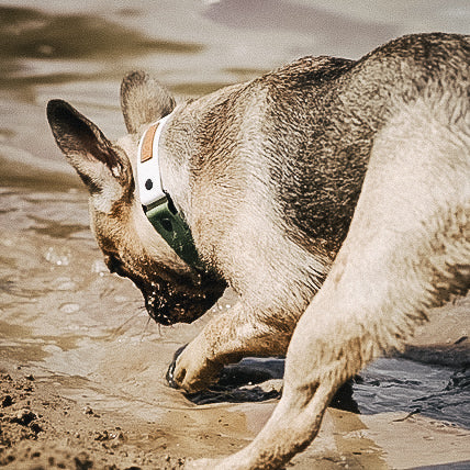 Biothane Hundehalsband für echte abenteuer-hunde & wasserratten ✔ 100% wasserfest ✔ langlebig & pflegeleicht ✔ hypoallergen hundehalsbänder