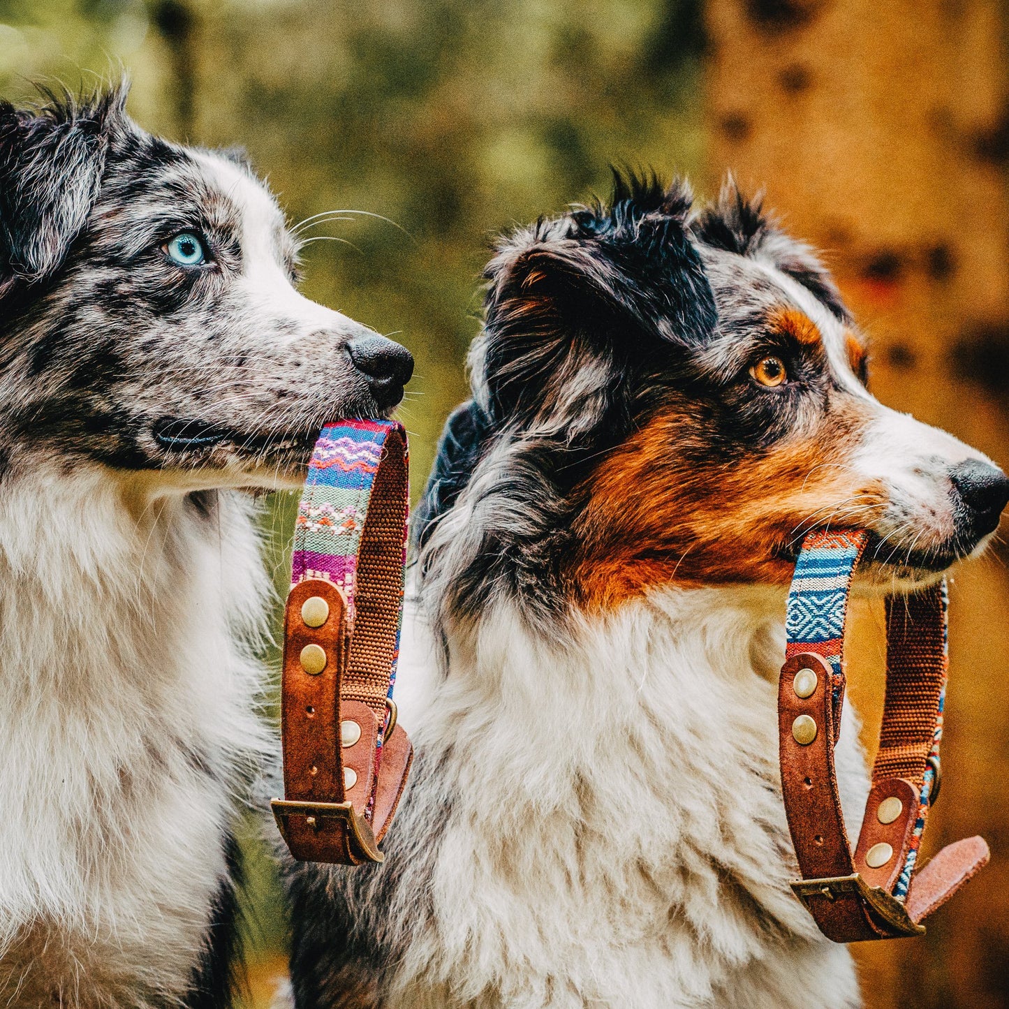 Hundemodels bei der Arbeit. Halsbänder für Hunde Boho-Style aus Leder in verschiedenen Farben, Furfellows handgemachte Hunde Leinen und Halsbänder, made in Tirol