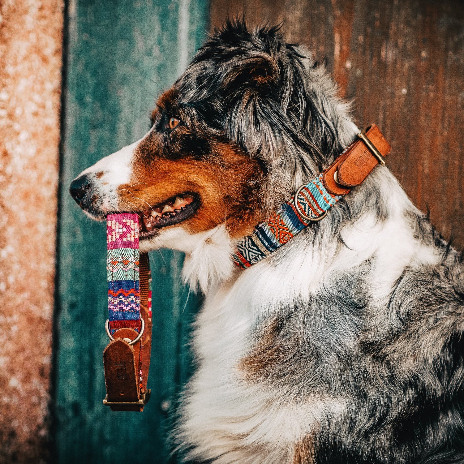 Hundemodels bei der Arbeit. Halsbänder für Hunde Boho-Style aus Leder in verschiedenen Farben, Furfellows handgemachte Hunde Leinen und Halsbänder, made in Tirol